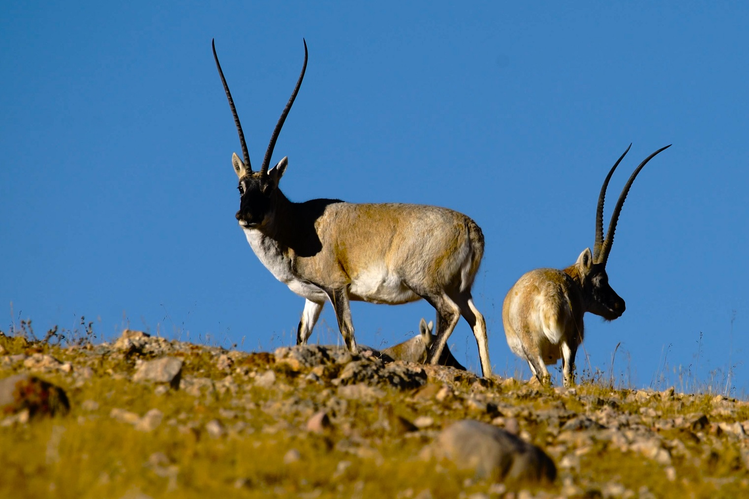 天鹅座的文明(四)