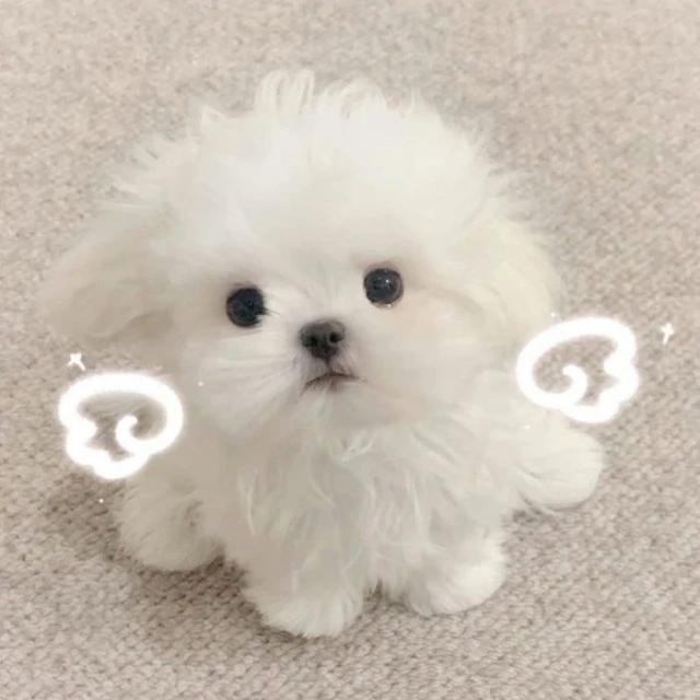 可可爱爱的小动物女生头像