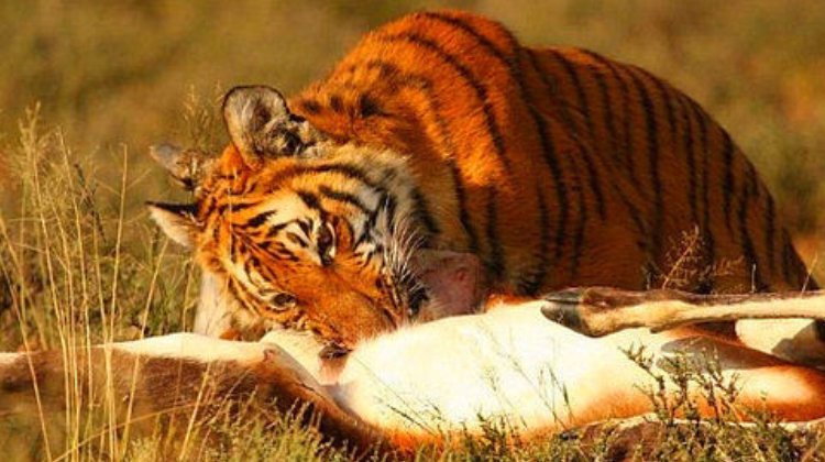 老虎喜欢吃什么东西