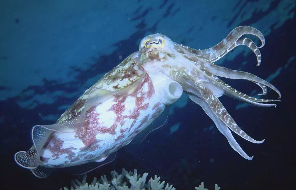 探索海洋世界的变色高手