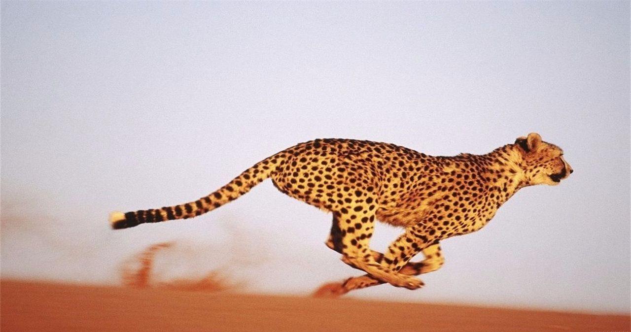 有些动物,生下来就面临被吃掉的风险,为何没进化出反抗的能力?