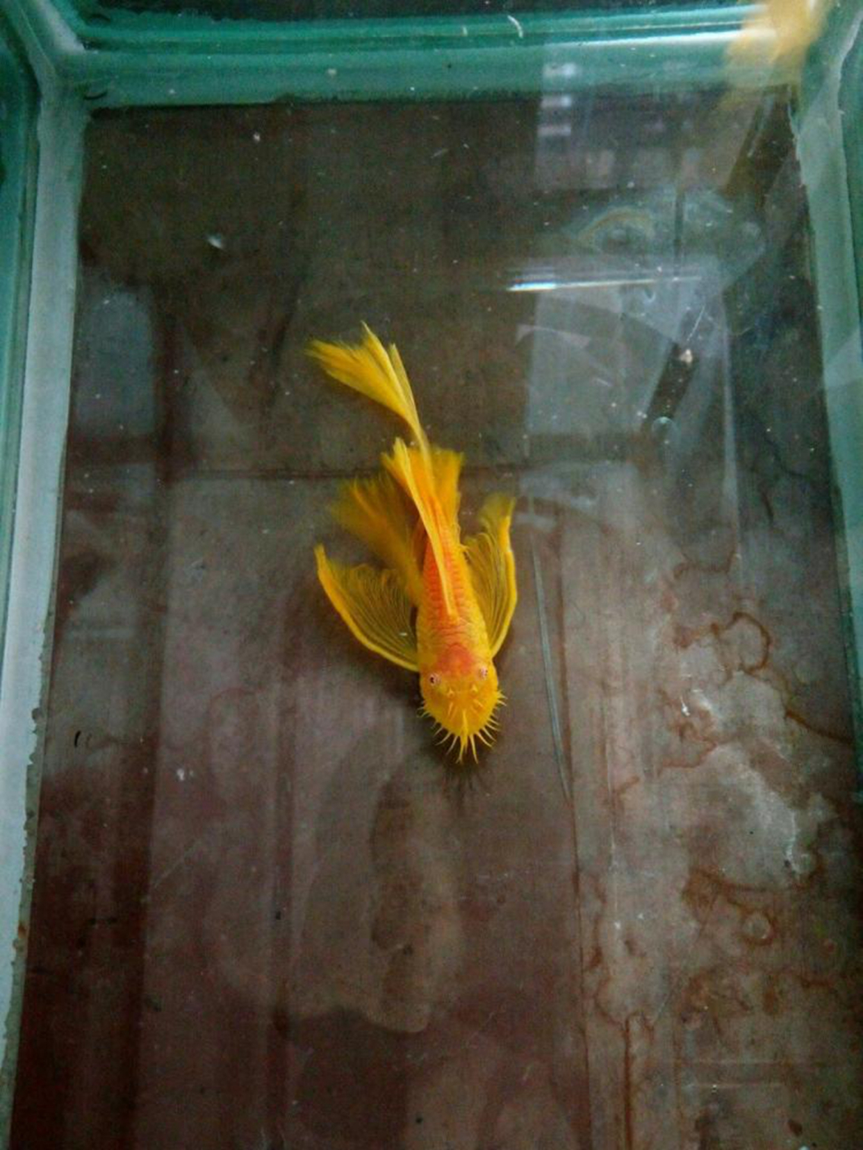 黄金大帆不好养的原因是什么?养它们温度有什么要求?