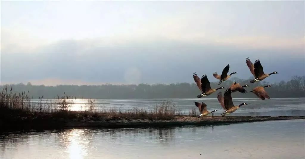 高飞白雁不离群,万里秋山万里云