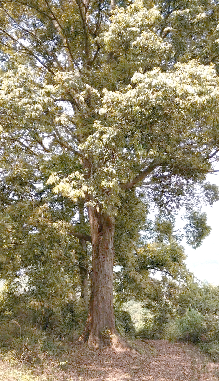 揭秘红锥林的秘密:生态示范园的独特魅力