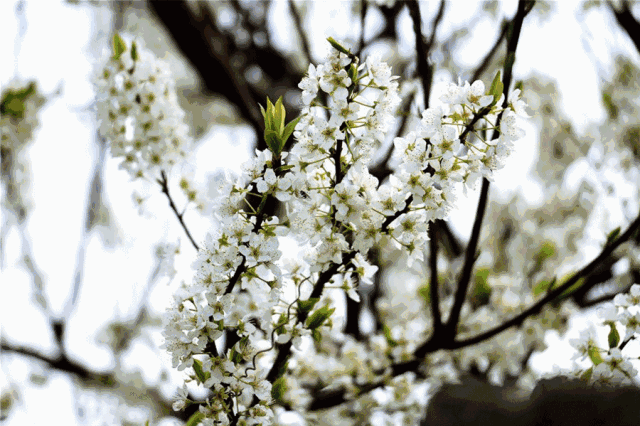 杭锦后旗第八届梨花节来啦!明天,走起!
