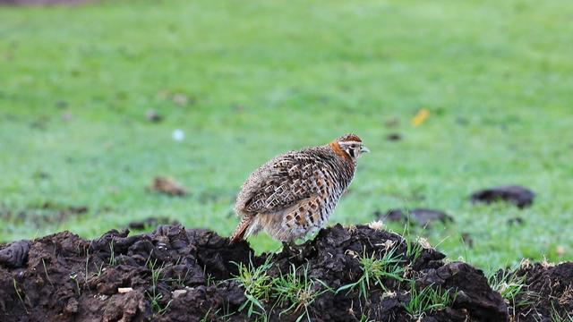 酷!国家一级保护动物榛鸡现身四川石渠县