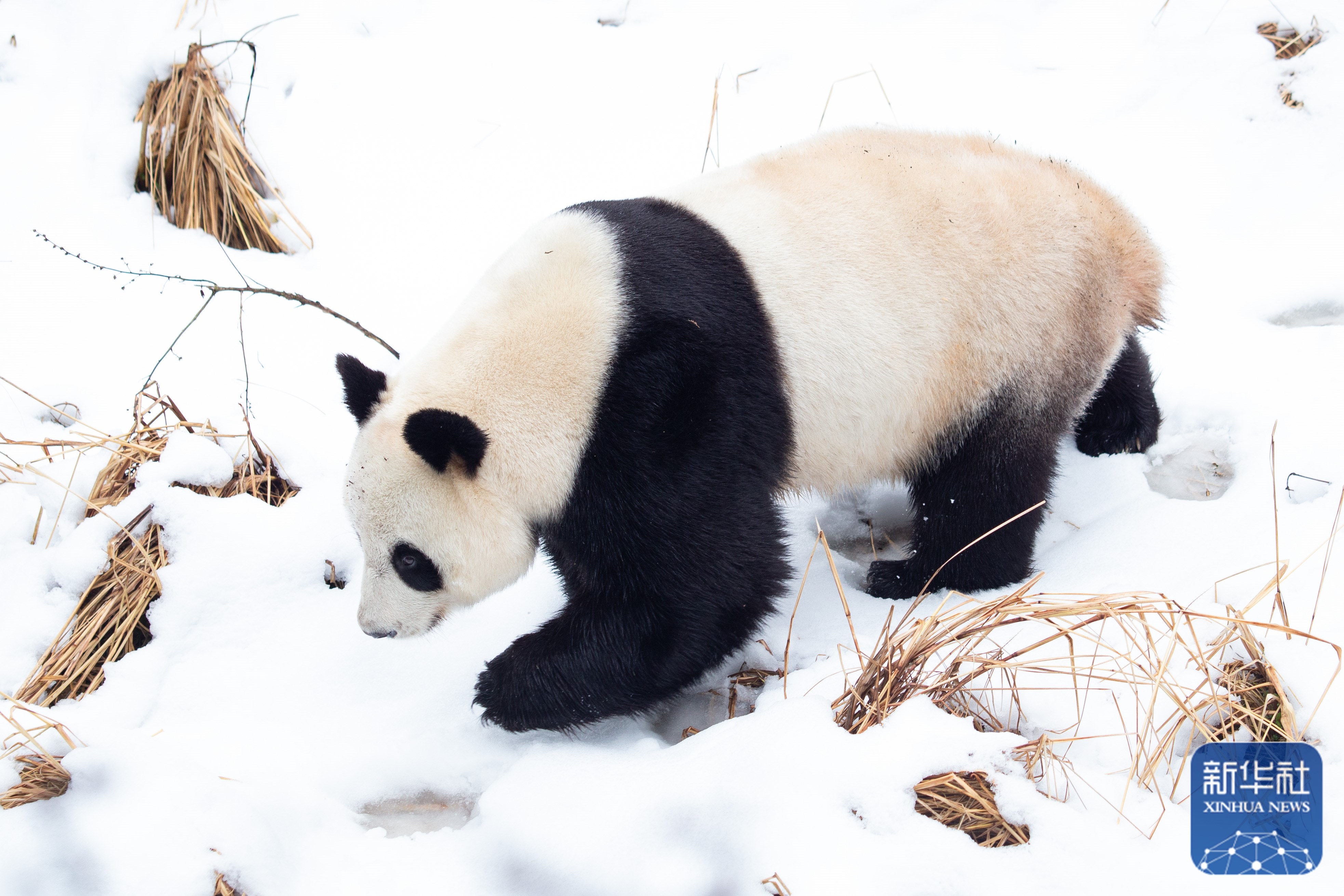 大熊猫下雪图片