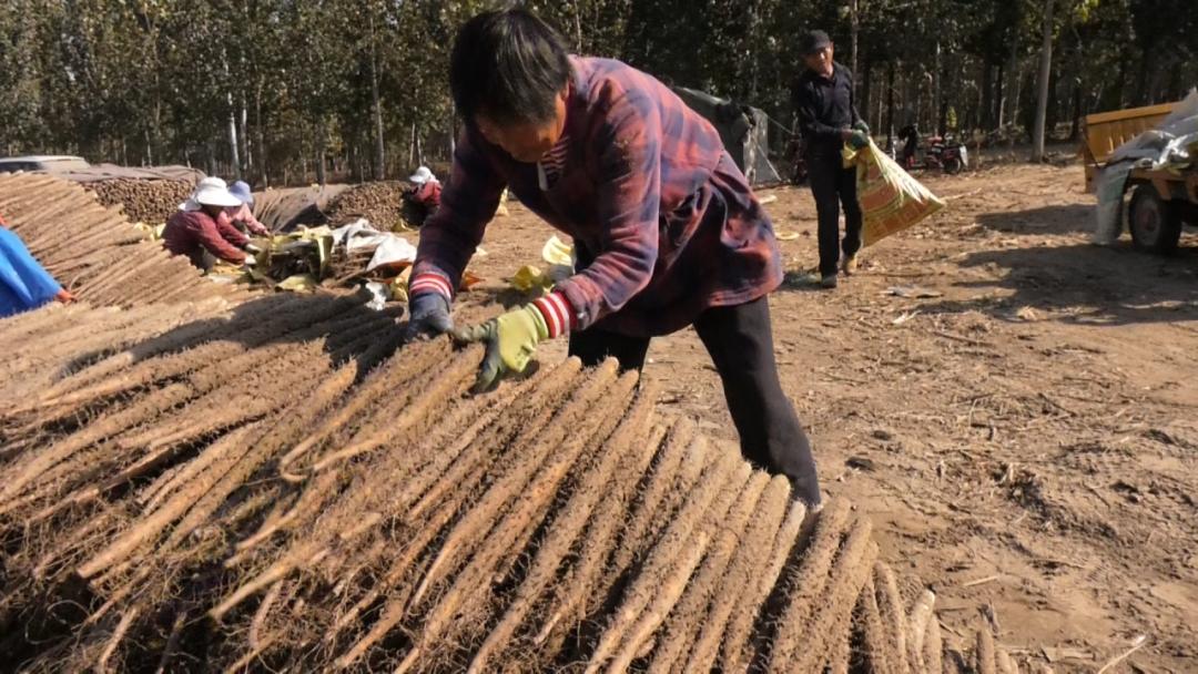 麻山药图片