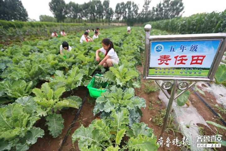 即墨乡村学校建起"开心农场 学生浇水捉虫种田样样都干