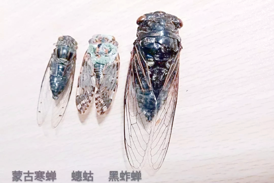 蝉的多样种类与名称,带你深入了解夏日蝉鸣