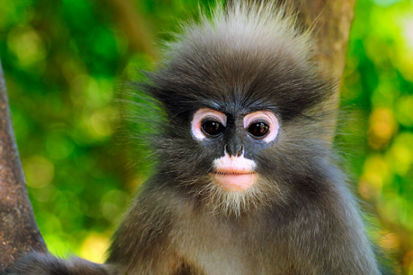 中国猴子的种类图片
