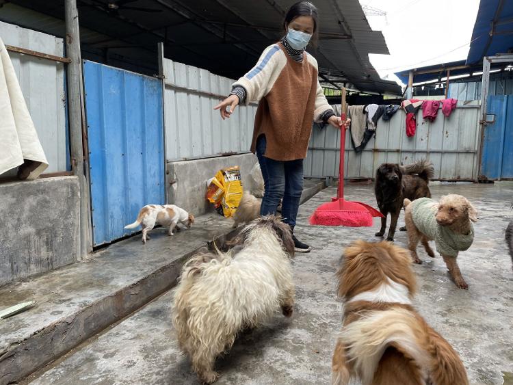 人间丨她俩在广州收养了上百条流浪狗,这场爱心接力值得被更多人知道