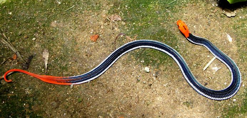 盘点环蛇属旗下的十六种环蛇,每一个都是毒性超强的存在