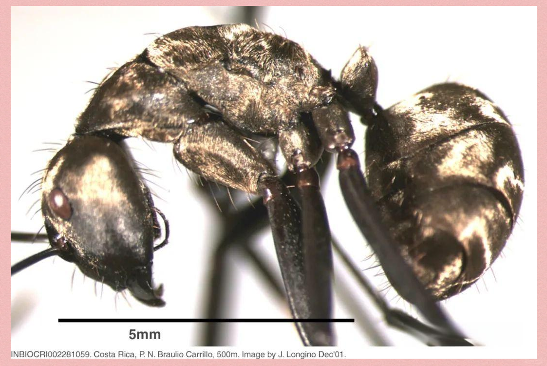 金色蚂蚁的神秘世界与重要角色