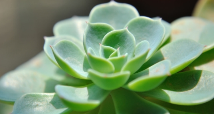 淡绿的植物有哪些