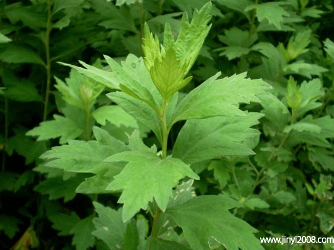 茱萸是艾草吗(茱萸是什么花吗)