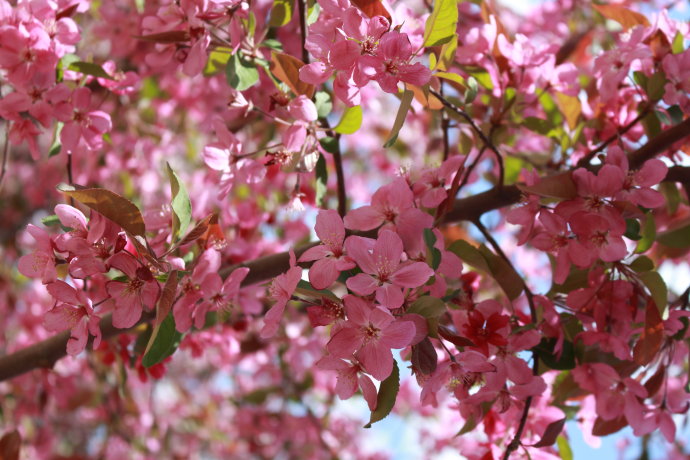 长春樱花岛需要门票吗?原来樱花"祖先"发源地在这里!