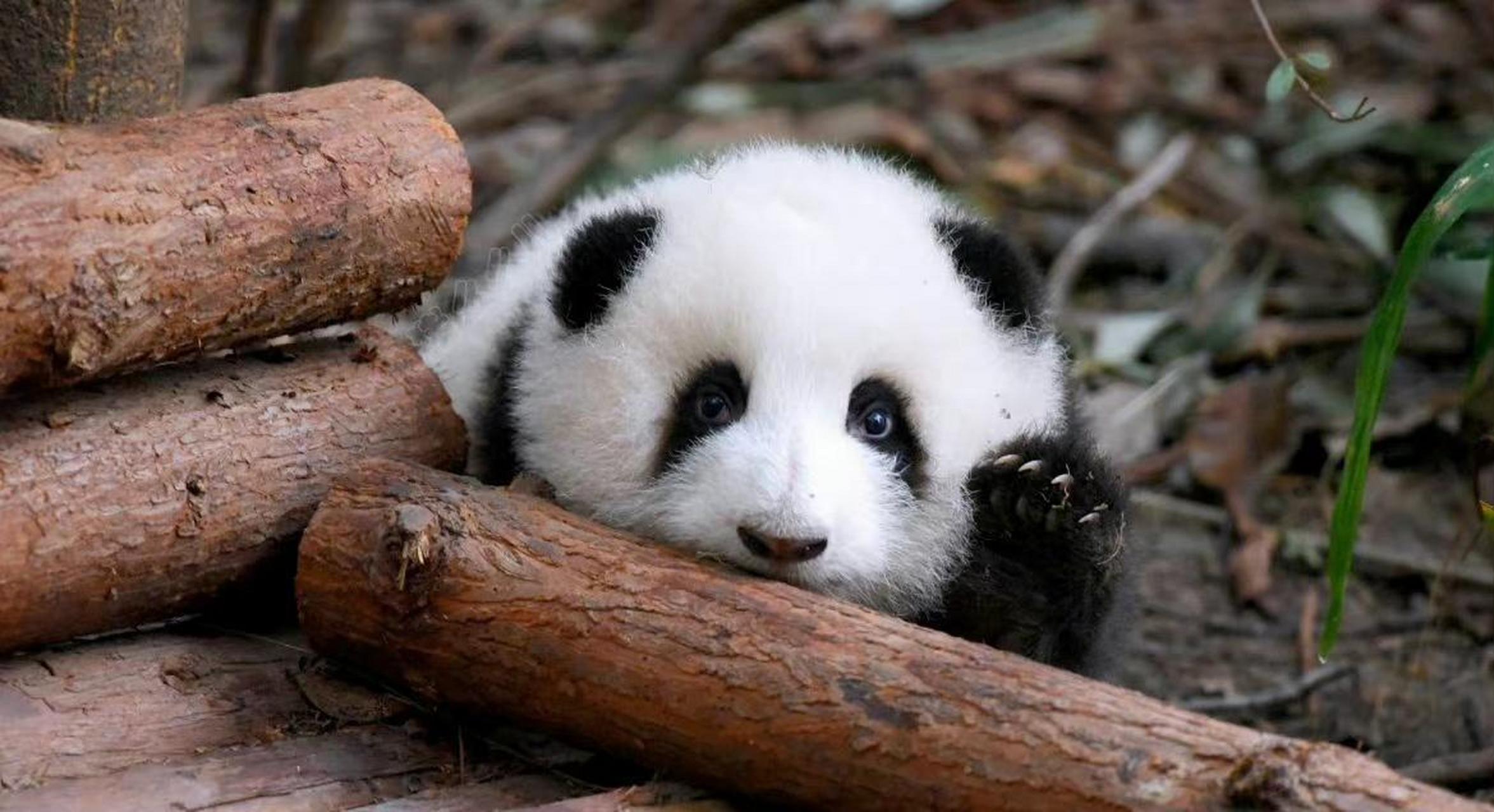 原来这只熊猫这么独特,又萌又可爱哈哈哈哈哈!