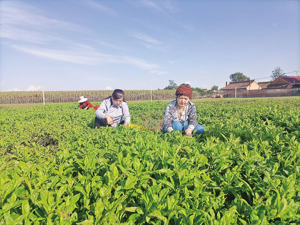 甘肃省聚富源农业开发有限公司高科技蔬菜生产基地工人采摘救心菜