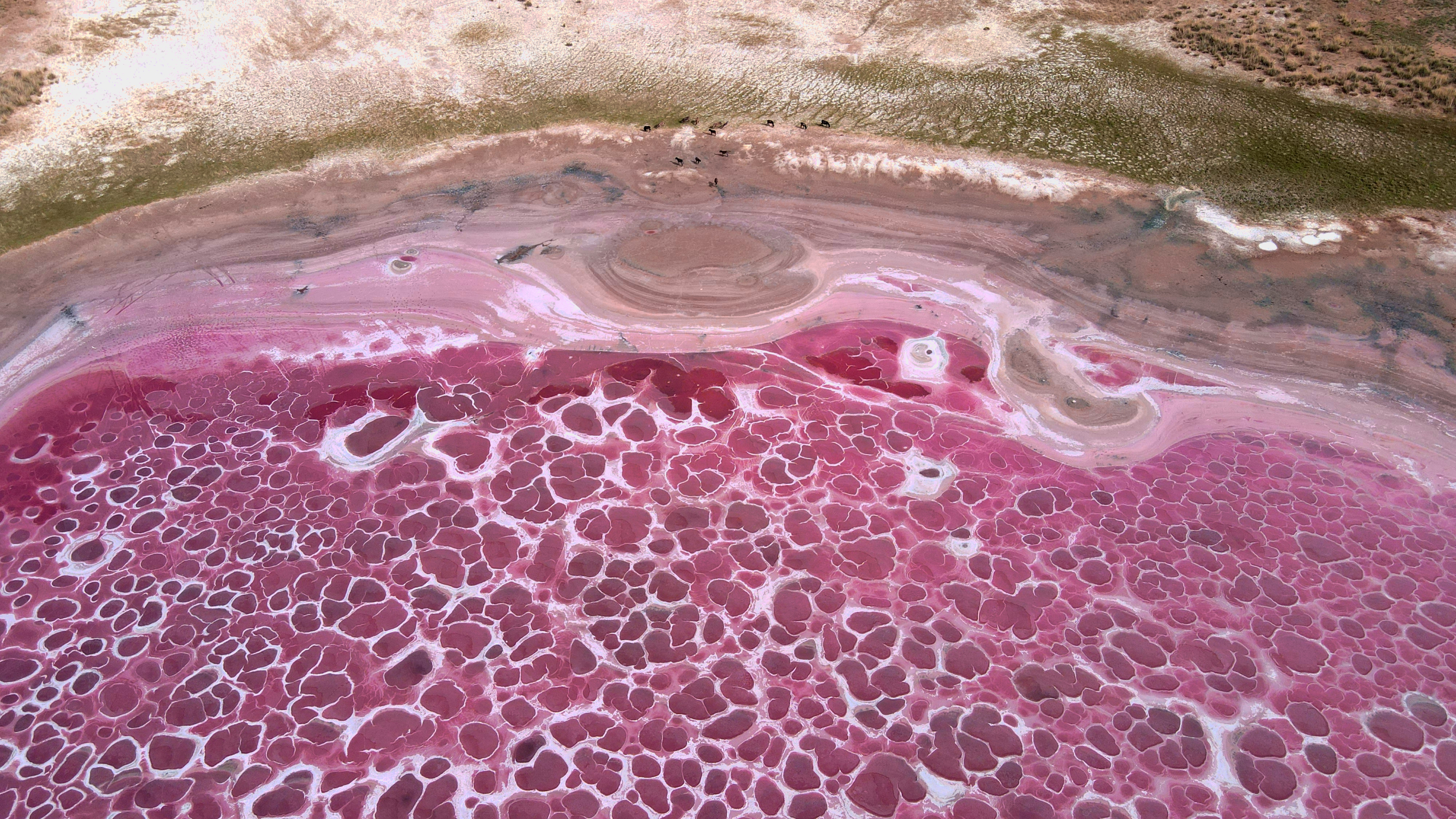 和中国国家地理一起,发现粉色的浪漫,大漠深处的玫瑰湖