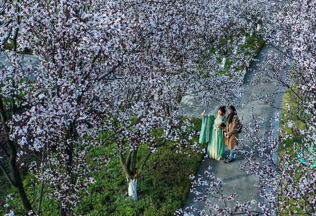 七一视角·杨毅专栏|红李花香迎宾客