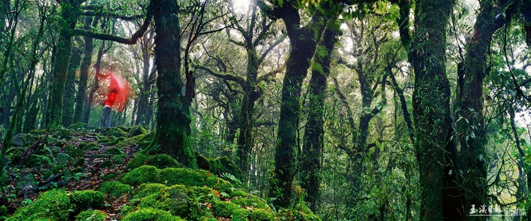 保护生态环境,维护生物多样性,玉溪构筑三道安全屏障