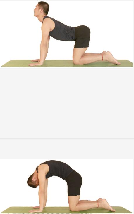 手臂支撑体式:猫伸展,猫弓背