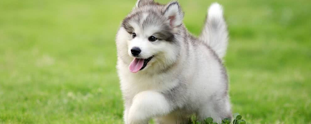 阿拉斯加犬怎么训练让它听话?阿拉斯加小狗训练小贴士!