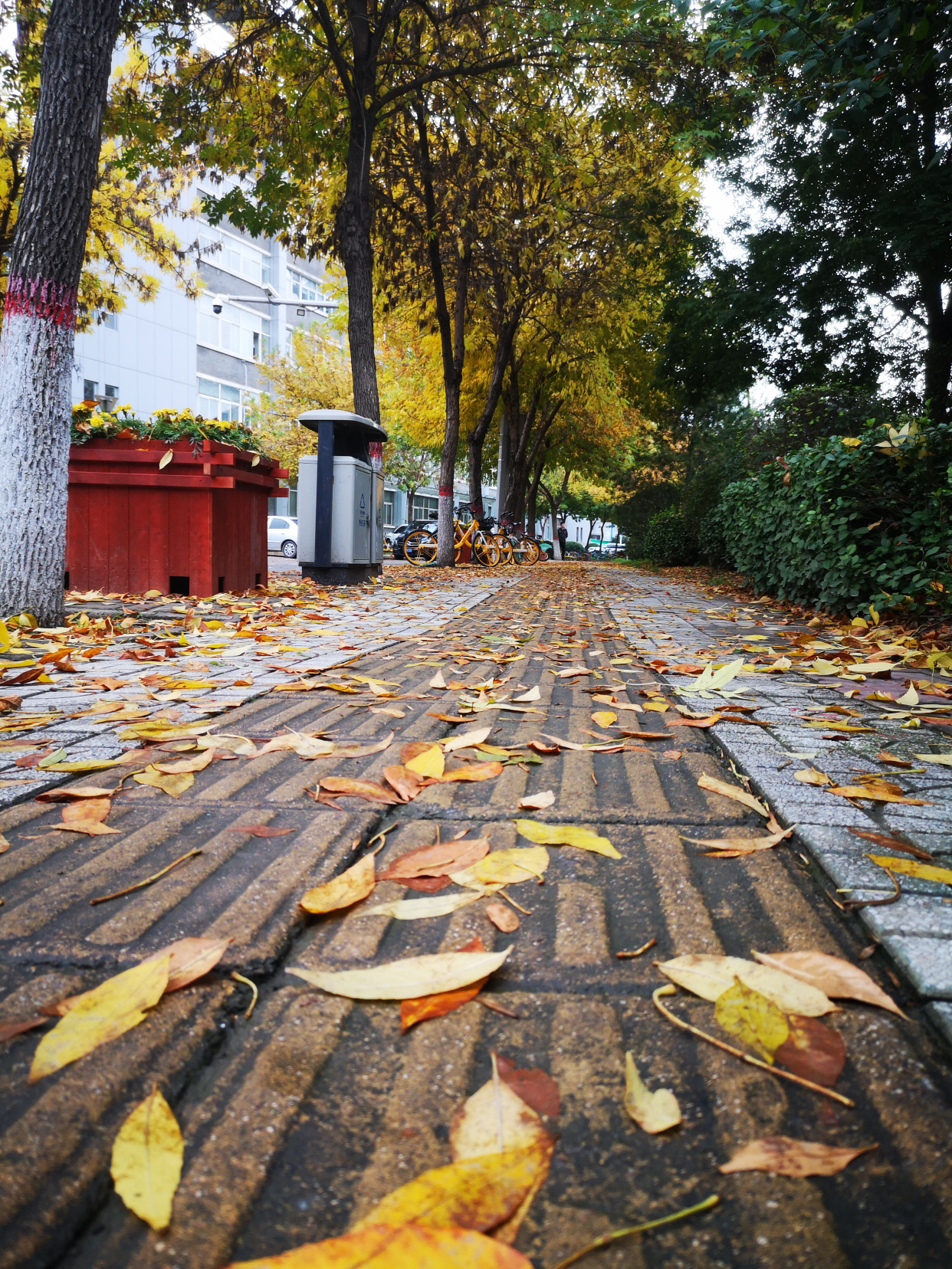 漫步在初秋细雨后的街头,唯美