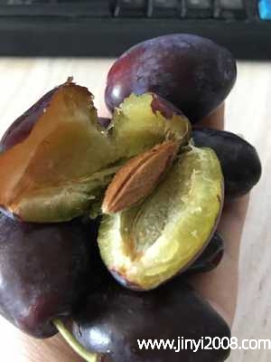 吃西梅把核吃下去会怎么样(吃西梅对皮肤有好处吗)