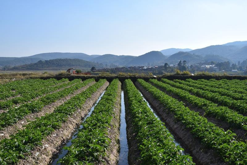 仲春时节建水县甸尾乡万亩洋芋长势喜人