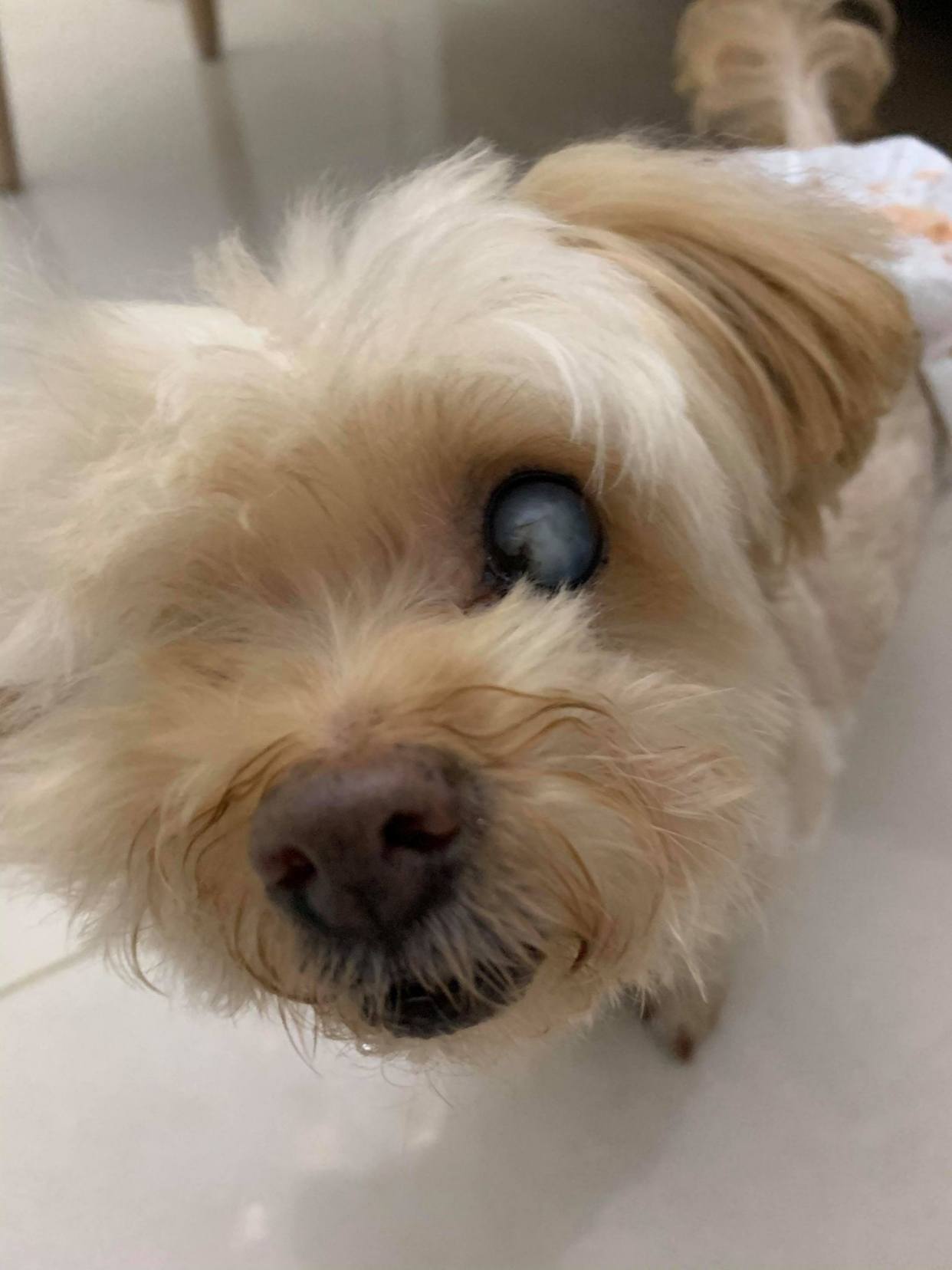 狗狗青光眼被摘除眼睛,主人和男友:努力成为它的"眼睛"!