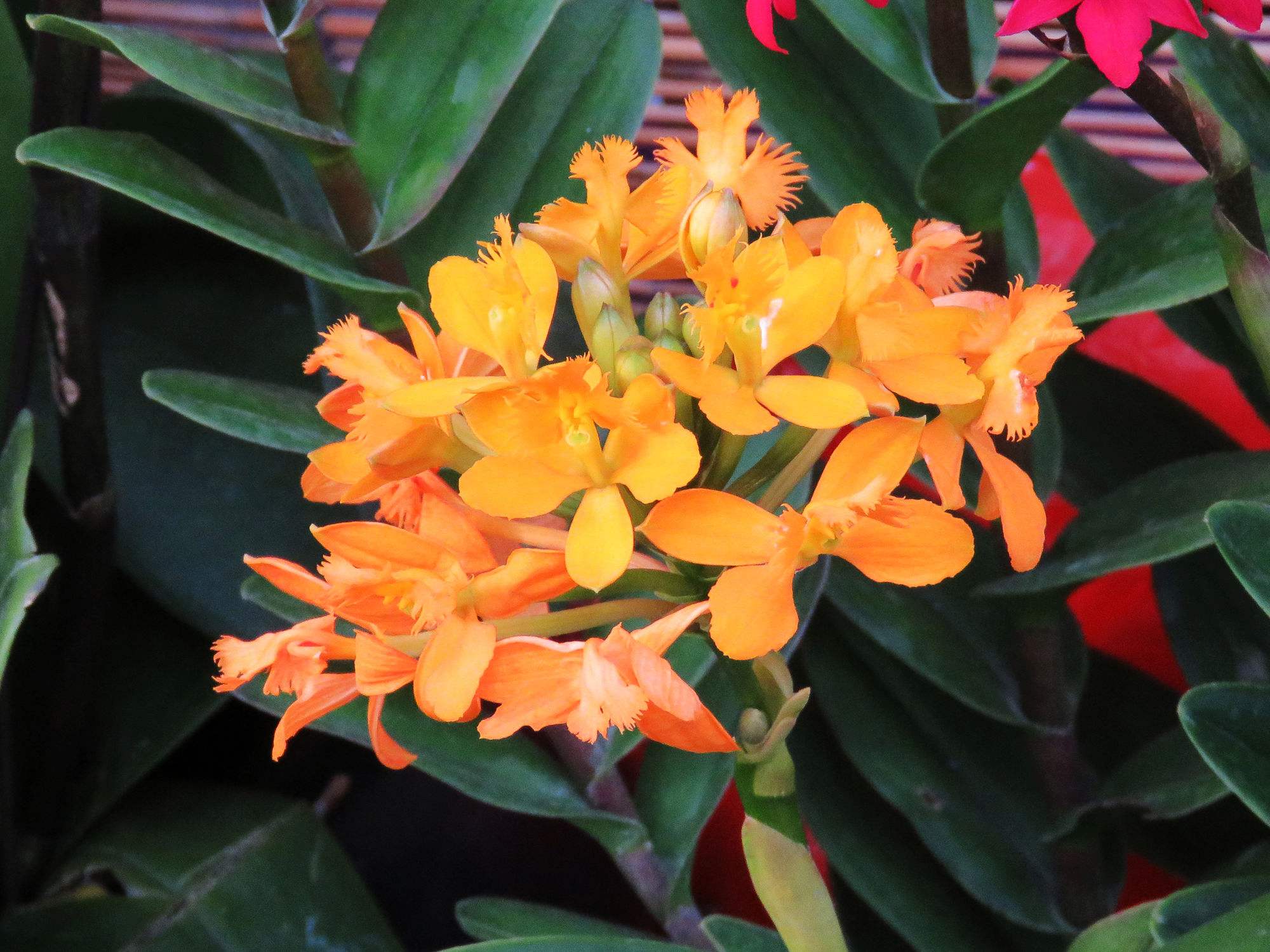 小鸟舌兰,一种独特而美丽的植物