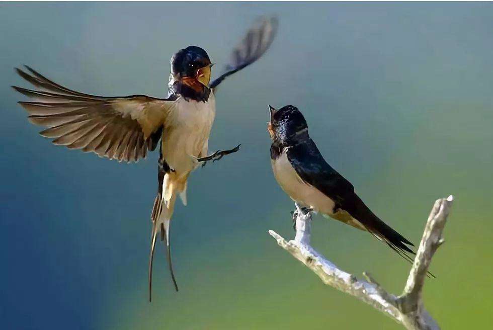 天籁之音‖小区里的鸟叫与虫鸣