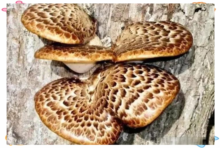 虎掌菌与宽鳞大孔菌:相似外观下的生态与特征差异