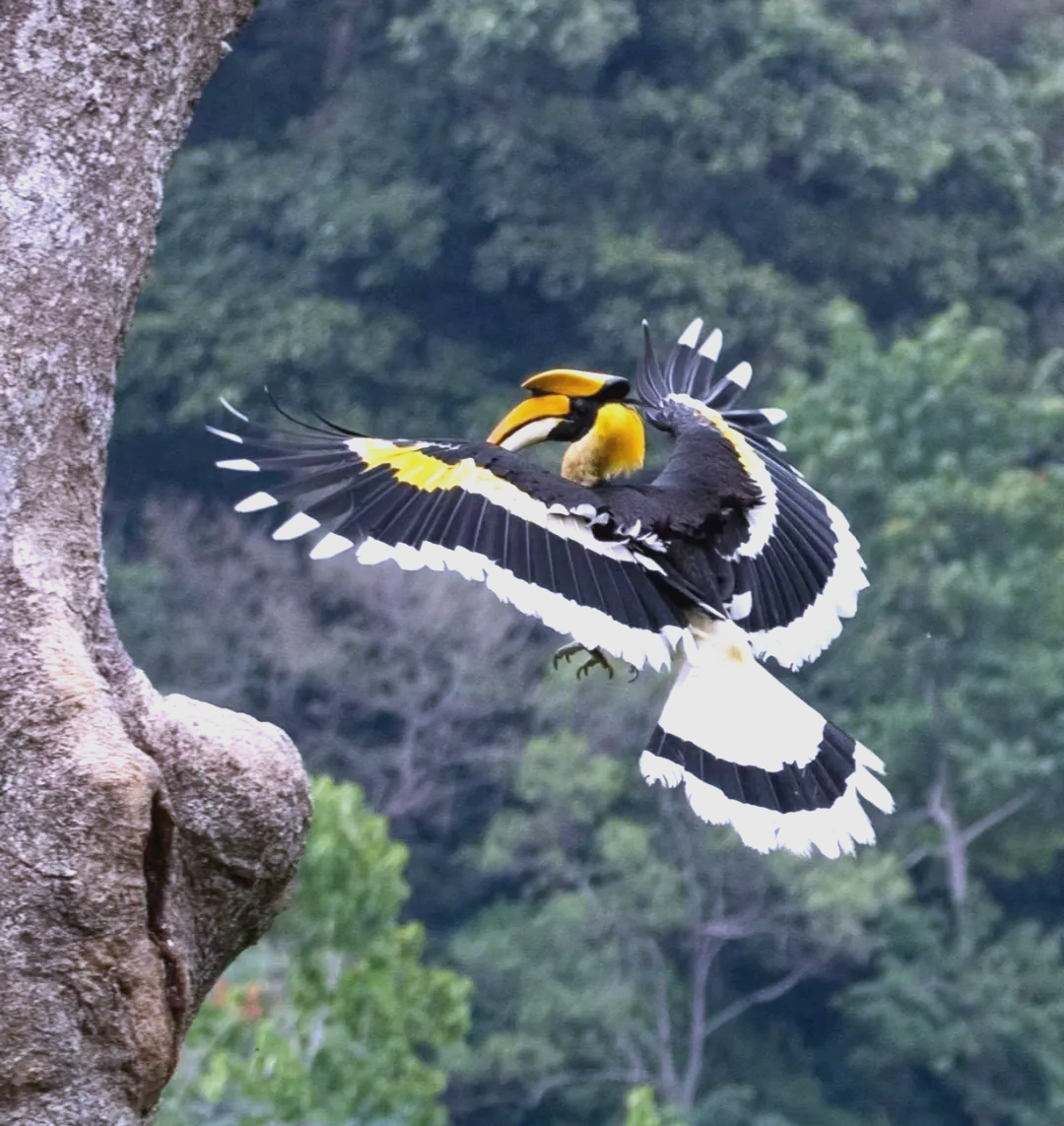 这一被誉为"鸟中诗人"的珍稀鸟类,以其独特的双角和绚烂的羽毛,在云南