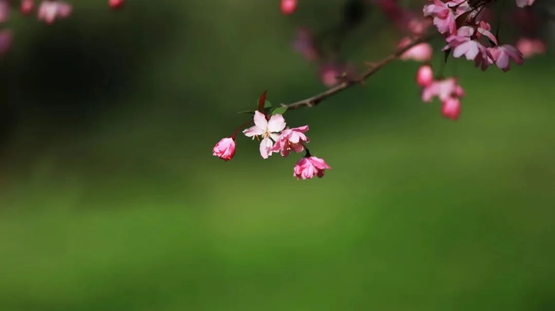 又见花飞一半春,最是人间好风景