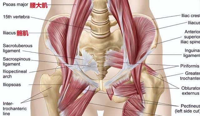 髋屈肌位置图片