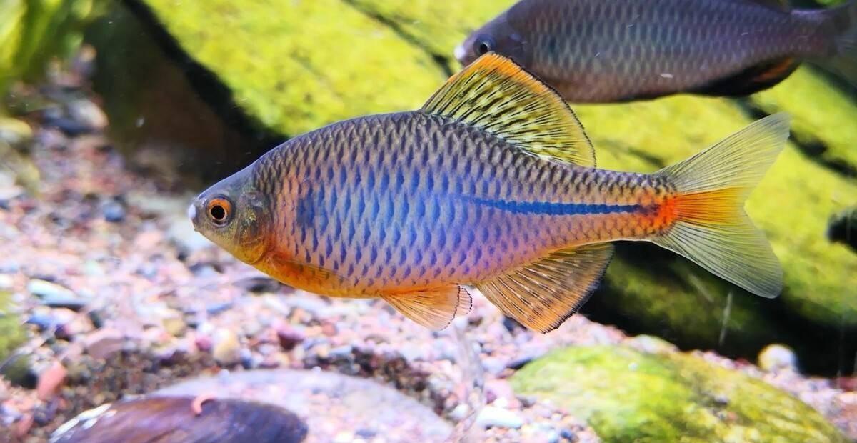 鳑鲏鱼钓法分享,玩手感还是很不错