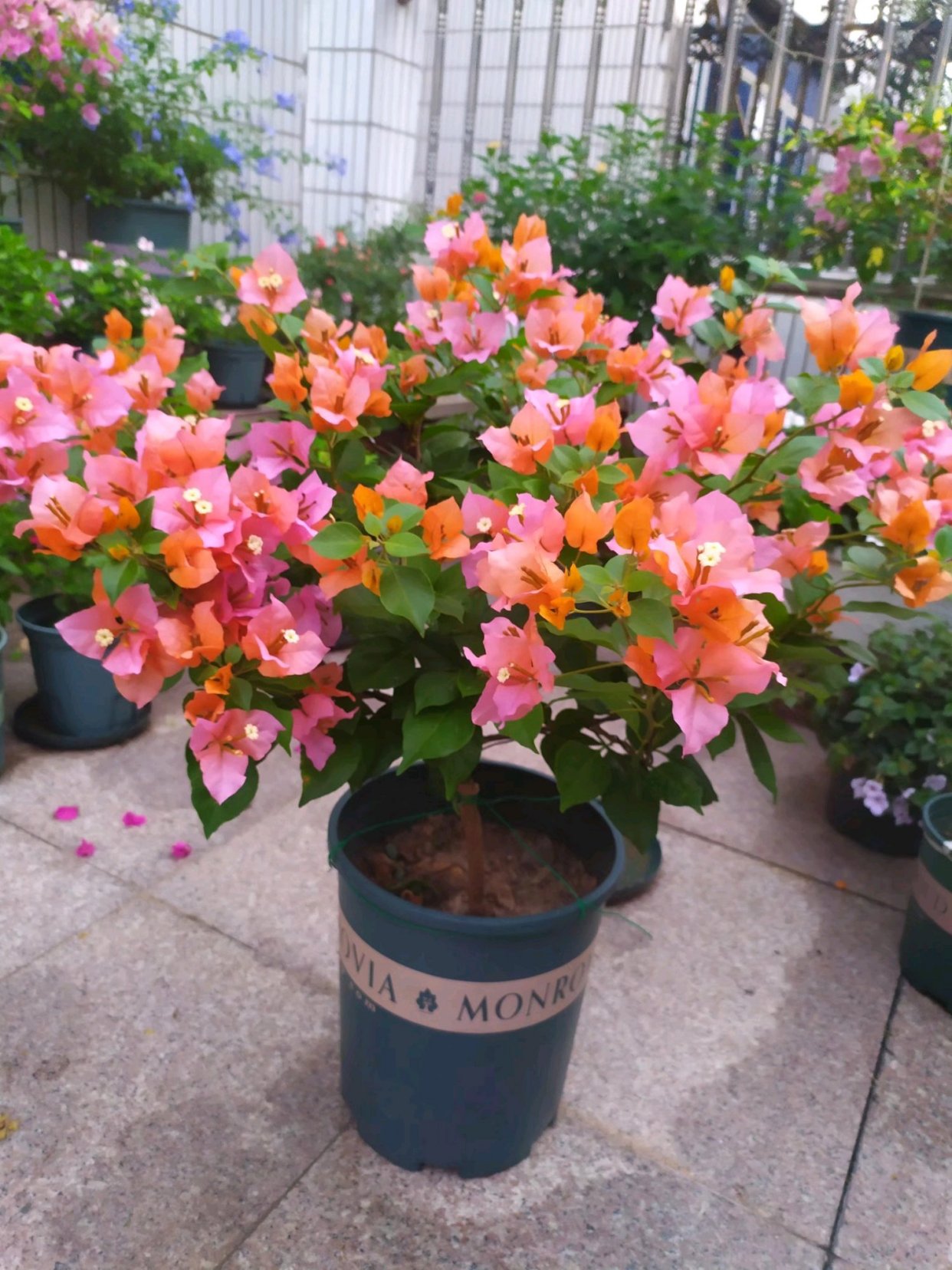 三角梅"变色龙"—花色多变,丰花勤花,好看又好养,你值得拥有