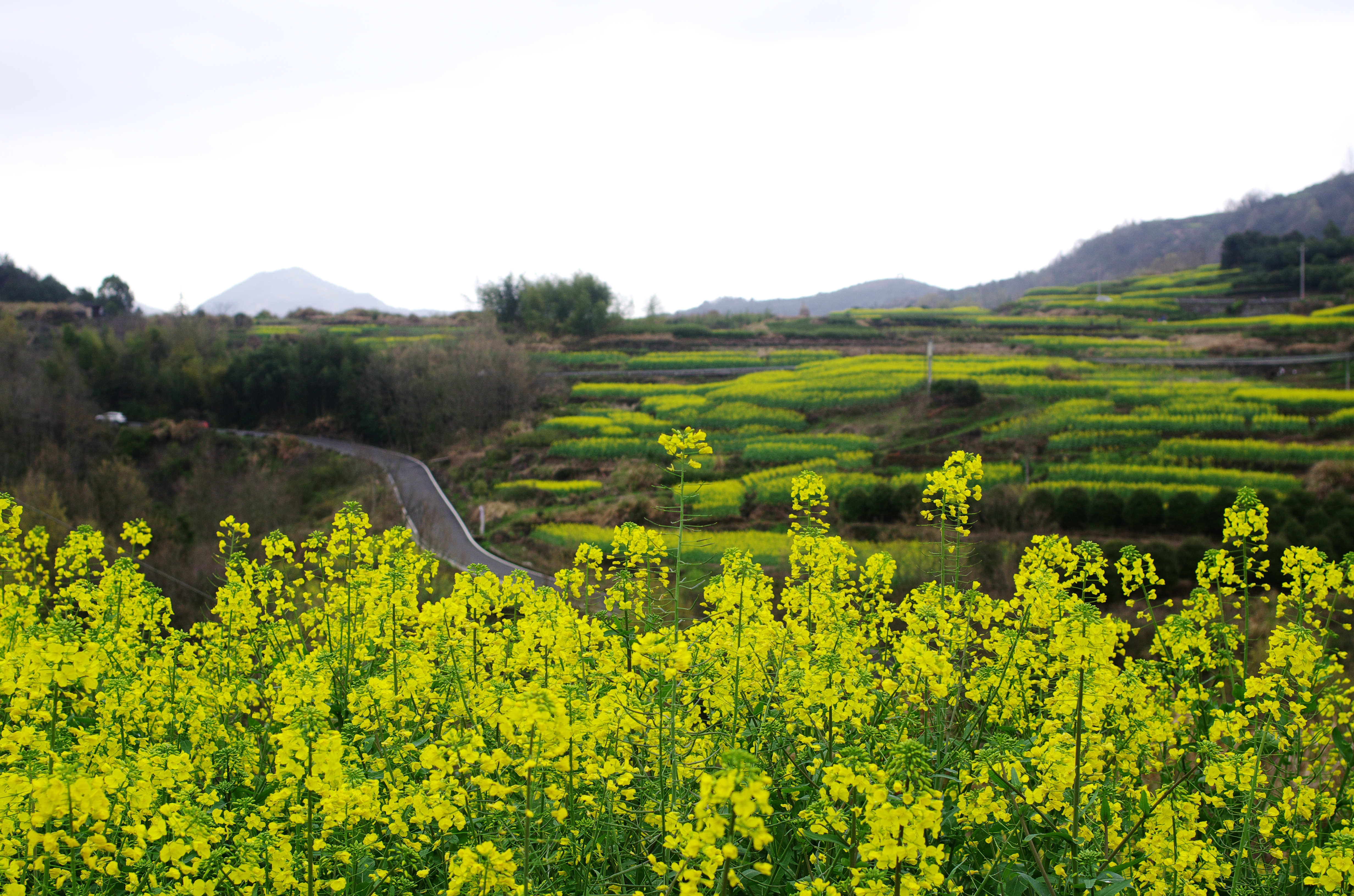 宁海桑洲油菜花图片