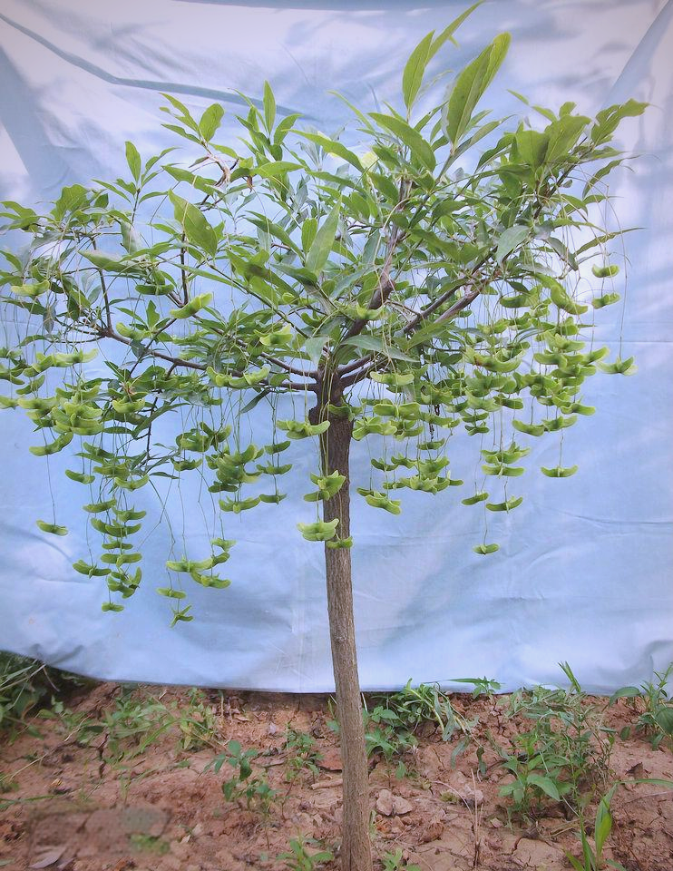 金丝吊蝴蝶:一种多功能的观果植物树种