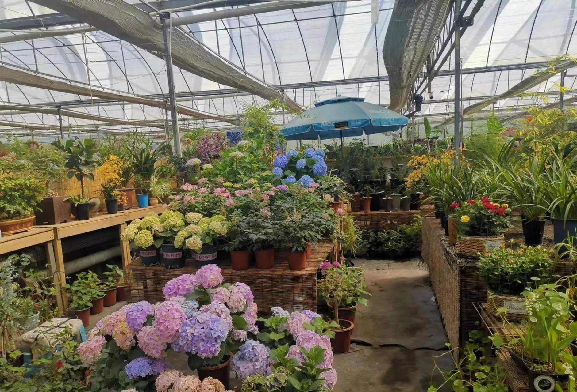 大连西郊园艺花卉市场 昨天是母亲节,一家人到日月明大酒店祝贺之后