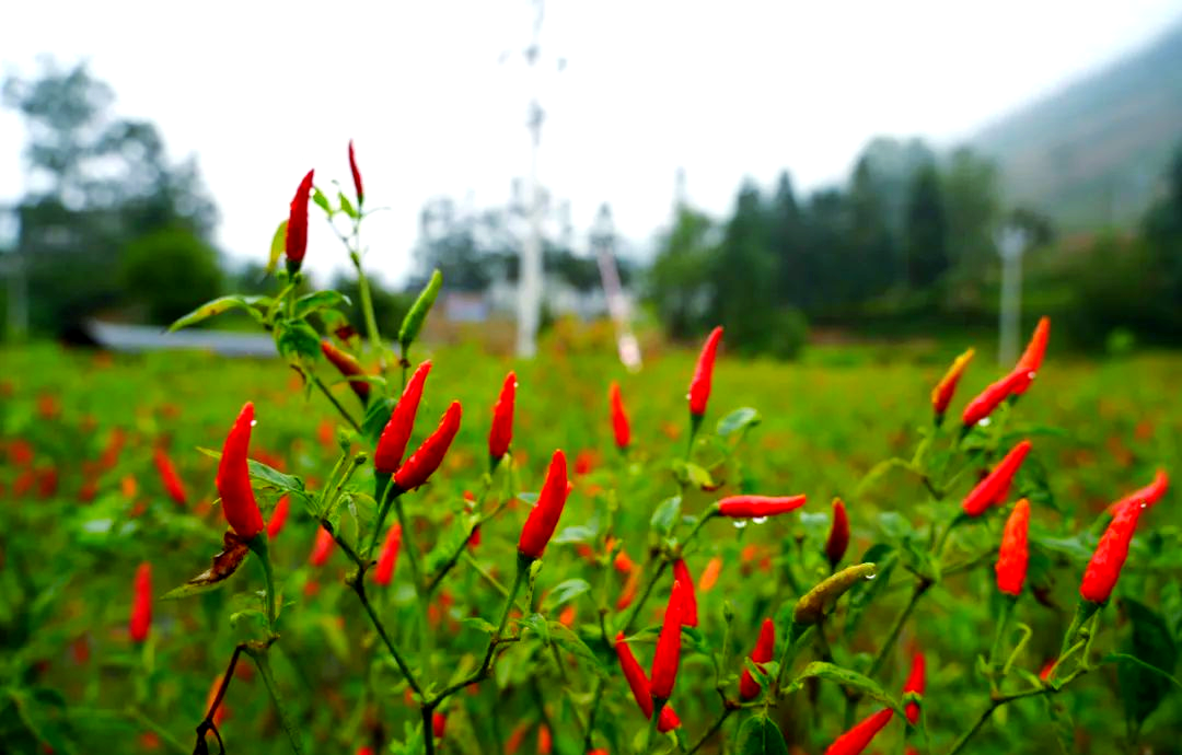 硐口村朝天椒丰收:产业兴旺带动村民就业增收