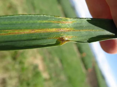 罕闻小麦细条病?