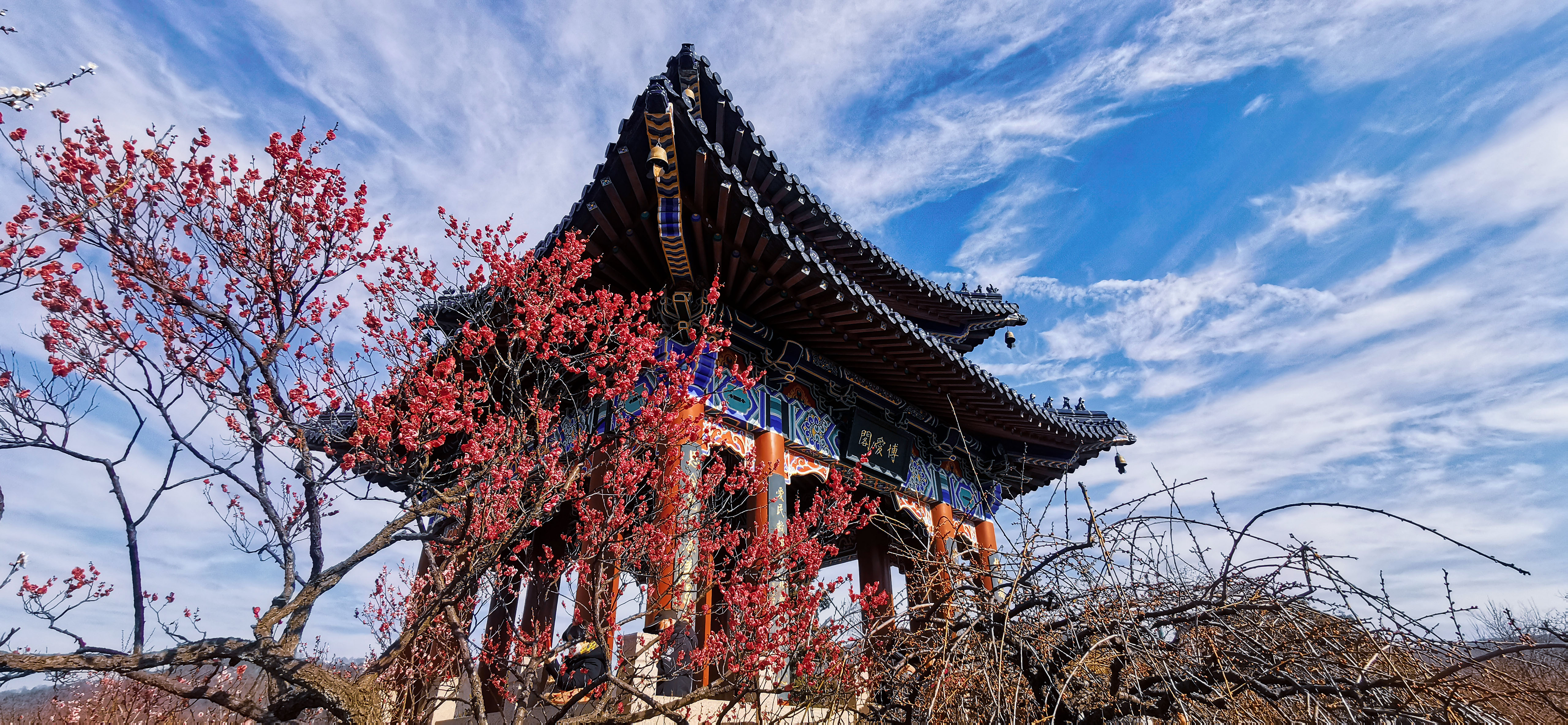 思窝爱旅行的涛哥:南京梅花山,天下第一梅山,惊蛰赏梅正当时