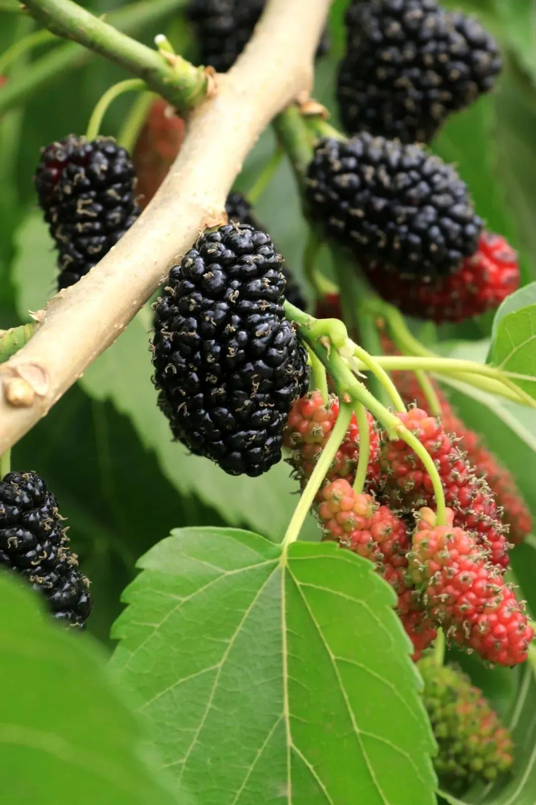 五一特辑椹是好吃五一德昌桑椹采摘走起