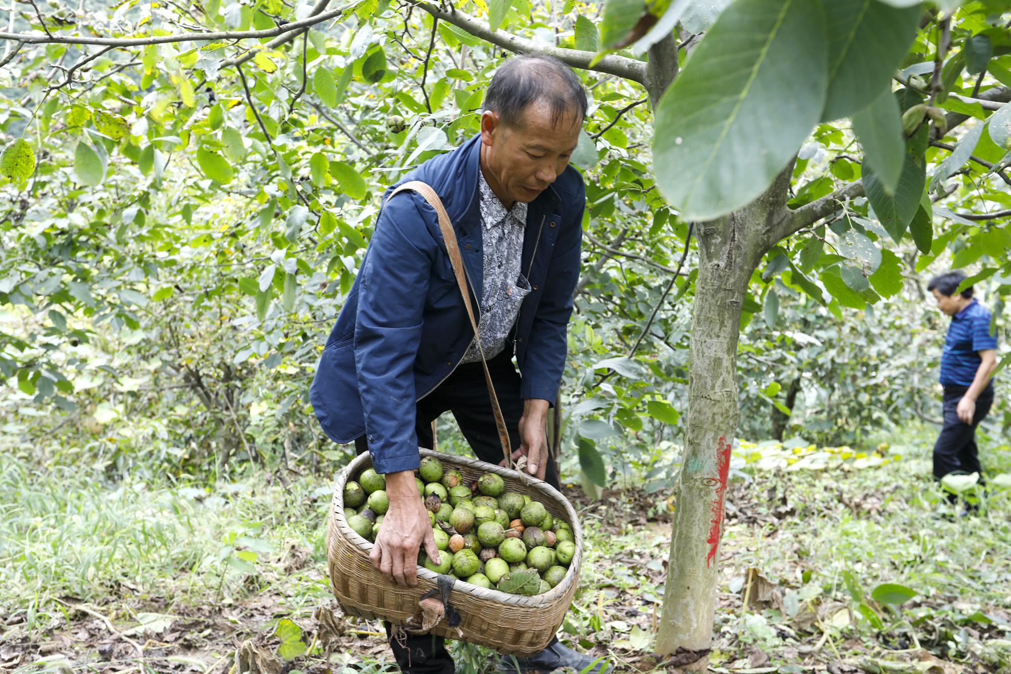 竹山县核桃进入成熟采摘期