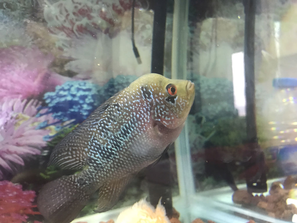 又来一个新鱼种?海口水沟出现"怪罗非",钓鱼人:长得丑但好吃