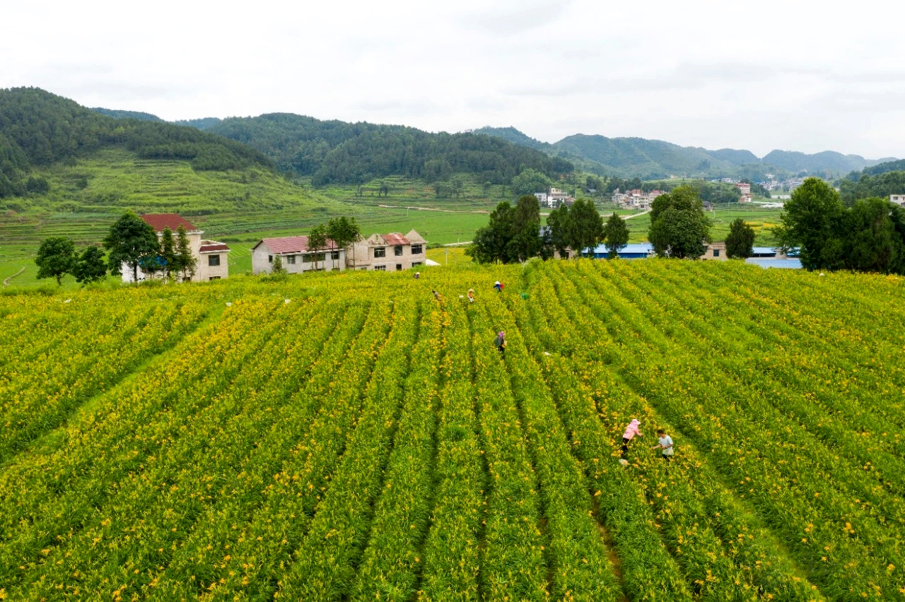 岑巩县天星乡:推行"三个模式" 引领乡村振兴提质增效